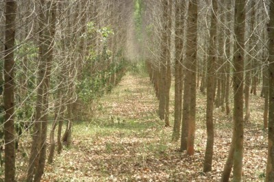 Cây dược liệu cây Bạch đàn nam - Macaranga tanaria (L.) Muel. - Arg