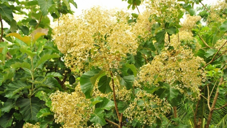 Cây dược liệu cây Tếch, Giá tị - Tectona grandis L. f