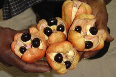 Cây dược liệu cây A kê (Akee) - Blighia sapida Koen