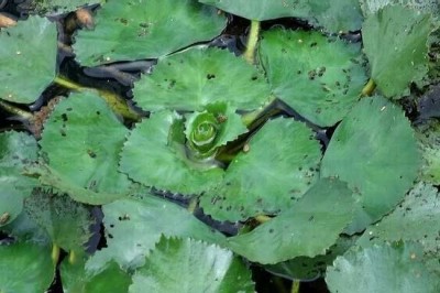 Cây dược liệu cây Ấu dại,  ấu dây – Trapa incisa Sieb. et Zucc. (Trapa maximowiczii Korsh. var. tonkinensis Gagnep.) 