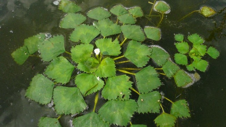 Cây dược liệu cây Ấu nước – Trapa natans L. var pumila Nakano