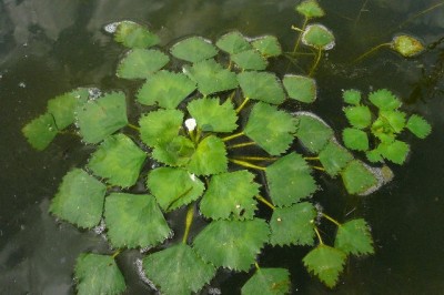 Cây dược liệu cây Ấu nước – Trapa natans L. var pumila Nakano