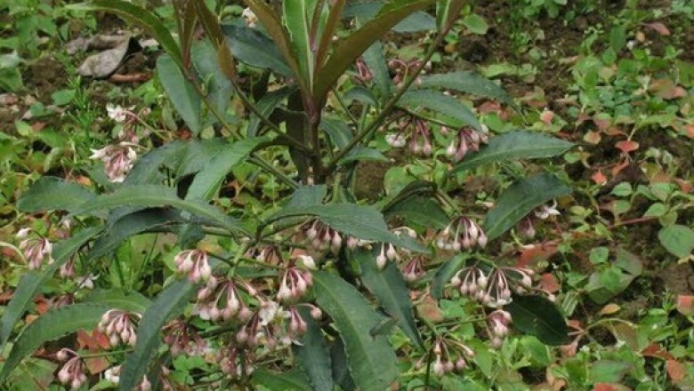 Cây dược liệu cây Tắp quang, Cơm nguội thanh, Mỹ lệ tử kim ngưu - Ardisia elegans Andr