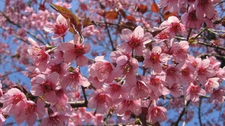 Cây dược liệu cây Anh đào – Prunnus cerasoides D. Don