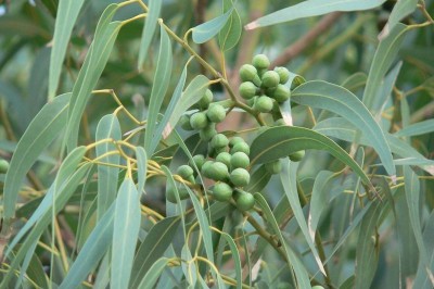 Cây dược liệu cây Bạch đàn trắng - Eucalyptus camaldulensis Dehnhart