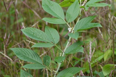 Cây dược liệu cây Ba chẽ, Niễng đực, Ván đất, Ðậu bạc đầu - Dendrolobium triangulare (Retz) Schindler (Desmodium triangulare (Retz) Merr. D.cephalotes (Roxb) Wall ex Wight et Arn)