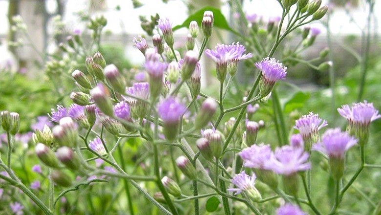 Cây dược liệu cây Bạch đầu ông. Nụ áo hoa tím, Bạc đầu nâu - Vernonia cinerea (L.) Less