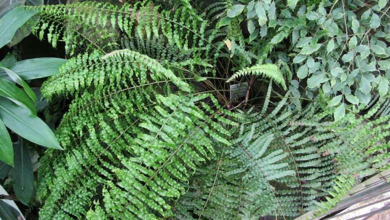 Cây dược liệu cây Bạch xà hay Ráng đa túc tai nhỏ - Polypodium subauriculatum Blume