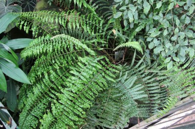 Cây dược liệu cây Bạch xà hay Ráng đa túc tai nhỏ - Polypodium subauriculatum Blume