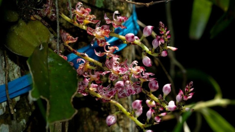 Cây dược liệu cây Bả chuột, Lan củ chén, Bào trục cánh - thecostele alata (Roxb). Par. et Rchb,f (T. poilanei Gaguep)