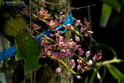 Cây dược liệu cây Bả chuột, Lan củ chén, Bào trục cánh - thecostele alata (Roxb). Par. et Rchb,f (T. poilanei Gaguep)