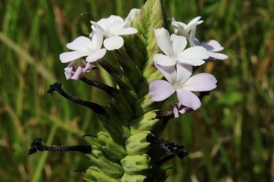 Cây dược liệu cây Bục, Cỏ đen, Quỷ vũ tiễn - Buchnera cruciata Buch.-Ham. ex D.Don