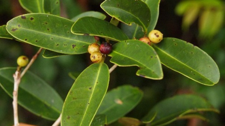 Cây dược liệu cây Bùi - Ilex wallichii Hook. f