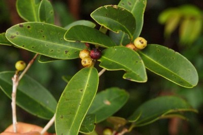 Cây dược liệu cây Bùi - Ilex wallichii Hook. f