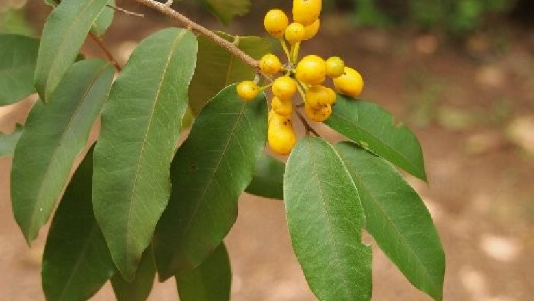 Cây dược liệu cây Bù dẻ hoa nhỏ, Kỳ hương - Uvaria micrantha (A.DC.). Hook.f. et Thoms