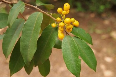 Cây dược liệu cây Bù dẻ hoa nhỏ, Kỳ hương - Uvaria micrantha (A.DC.). Hook.f. et Thoms