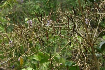 Cây dược liệu cây Bạc thau đá - Paraboea treubii (Forbes) Burtt