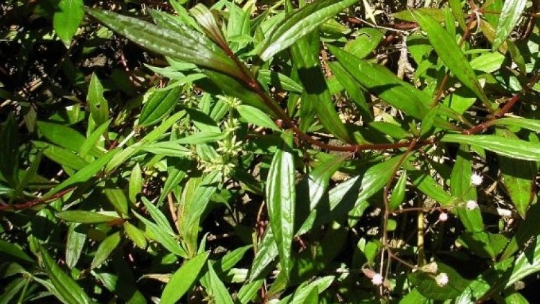 Cây dược liệu cây Bả dột hay Ba dót, Cà Dót - Eupatorium triplinerve Vahl