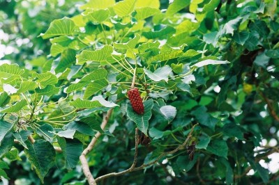 Cây dược liệu cây Ba đậu tây hay Vông đồng - Hura crepitans L