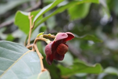 Cây dược liệu Bù dẻ trườn, Bồ quả trái nhỏ - Uvaria microcarpa Champ. et Benth. (U. macrophylla Roxb. var. microcarpa (Champ. ex Benth.) Finet et Gagnep.)