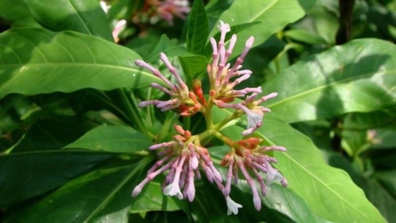 Cây dược liệu cây Ba gạc Ấn Độ thuộc -Rauvolfia serpentina (L) Benth ex Kurz