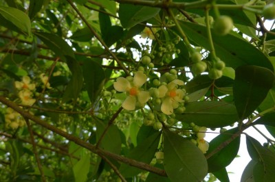 Cây dược liệu cây Bứa, Bứa lá tròn dài - Garcinia oblongifolia Champ. ex Benth