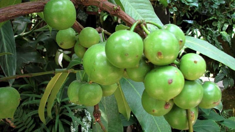 Cây dược liệu cây Bứa mủ vàng - Garcinia xanthochymus Hook. f. ex J. Anderson