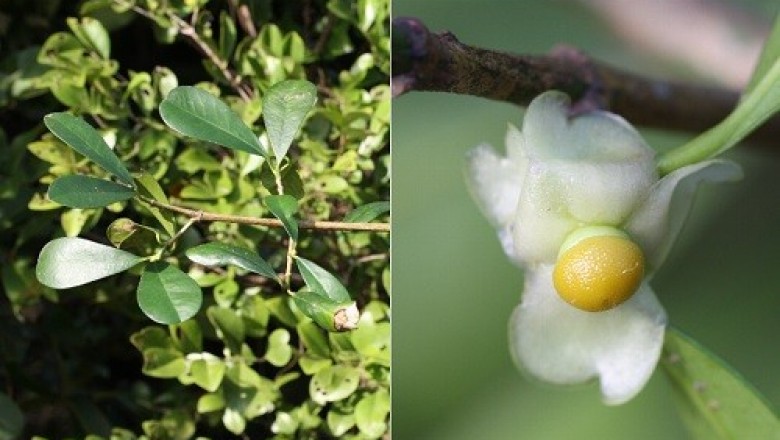 Cây dược liệu cây Bứa mọi - Garcinia harmandii Pierre