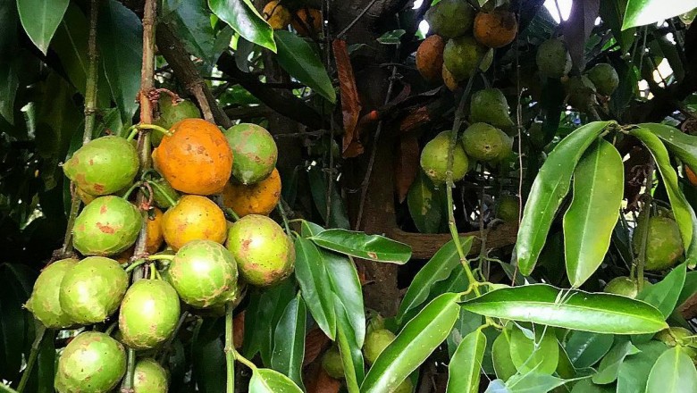 Cây dược liệu cây Bứa nhà - Garcinia cochinchinensis (Lour.) Choisy