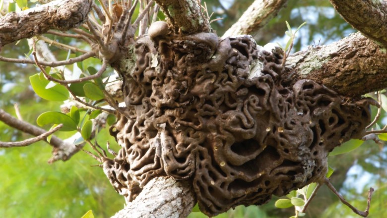 Cây dược liệu cây Bí kỳ nam. Trái bí kỳ nam, Kỳ nam kiến - Hydnophytum formicarum Jack