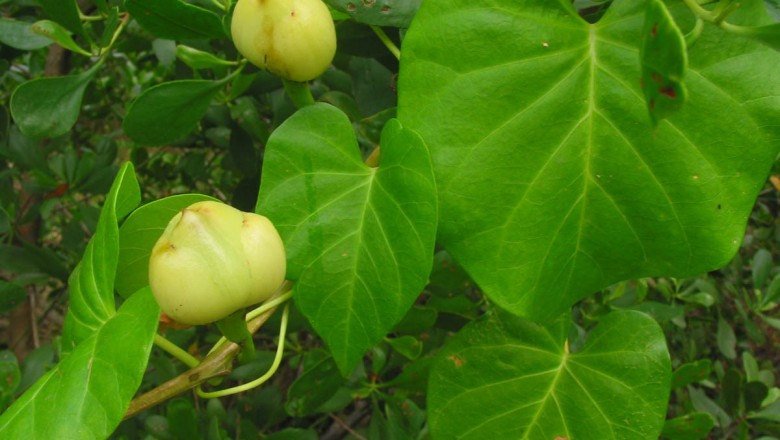 Cây dược liệu cây Bìm bìm dại, Bìm nấp, Dây chìa vôi - Operculina turpethum (L.) S.Manso