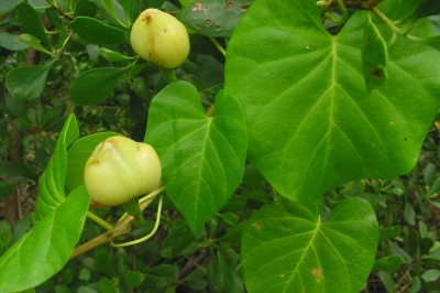 Cây dược liệu cây Bìm bìm dại, Bìm nấp, Dây chìa vôi - Operculina turpethum (L.) S.Manso