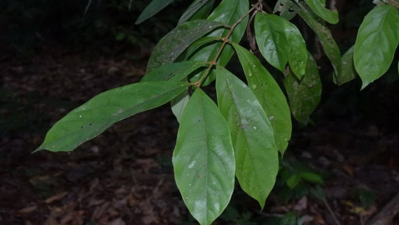 Cây dược liệu cây Bời lời thon - Litsea lancifolia (Roxb. ex Nees). Hook, f