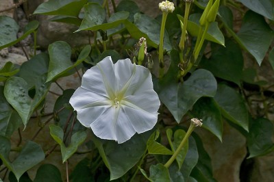 Cây dược liệu cây Bìm bìm trắng, Bìm bìm gai - Calonyction aculeatum (L.) House