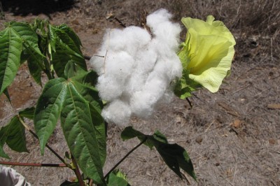Cây dược liệu cây Bông vải, Bông hải đảo - Gossypium barbadense L