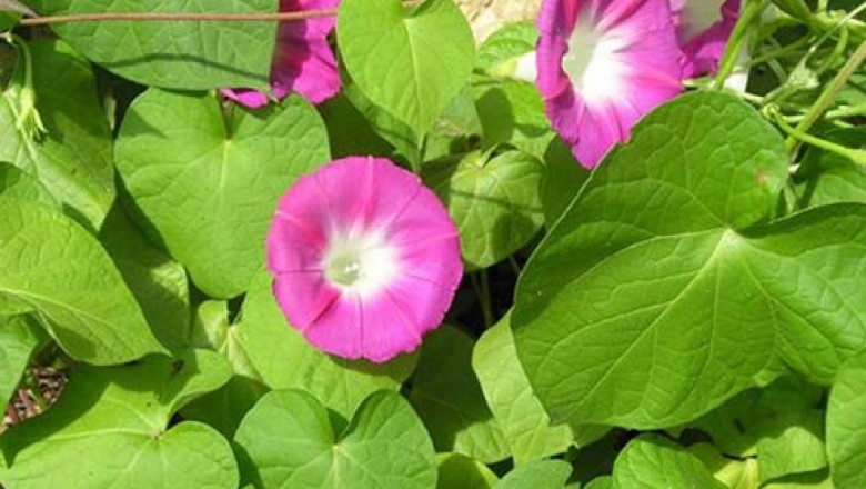 Cây dược liệu cây Bìm bìm tía - Ipomoea purpurea (L.) Roth. (Pharbitis purpurea (L.) Voight.)