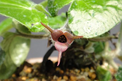 Cây dược liệu cây Biến hoá, Quan chi - Asarum caudigerum Hance
