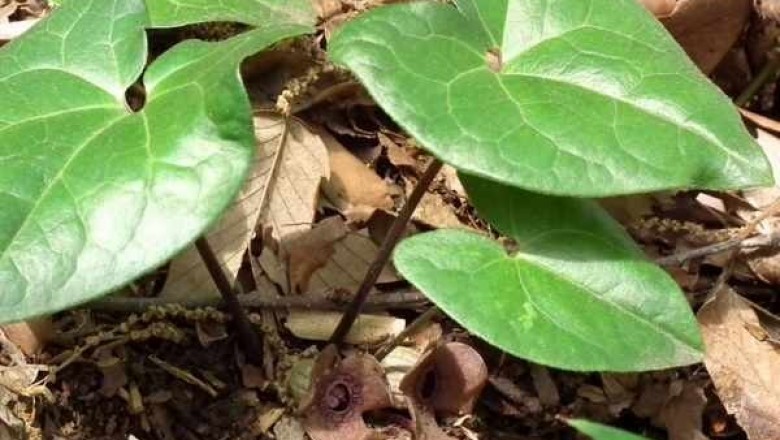 Cây dược liệu cây Biến hoá Blume, Thổ tế tân - Asarum blumei Duch