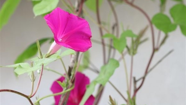 Cây dược liệu cây Bìm bìm lam, Bìm bìm khía - Ipomoea nil (L.) Roth. (Pharbitis nil (L.) Choisy.)