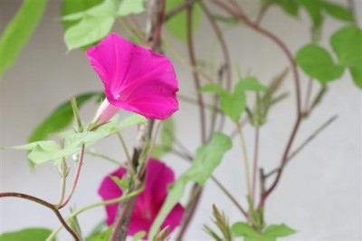 Cây dược liệu cây Bìm bìm lam, Bìm bìm khía - Ipomoea nil (L.) Roth. (Pharbitis nil (L.) Choisy.)