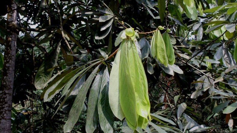 Cây dược liệu cây Bộp xoan ngược - Actinodaphne obovala (Nees) Blume