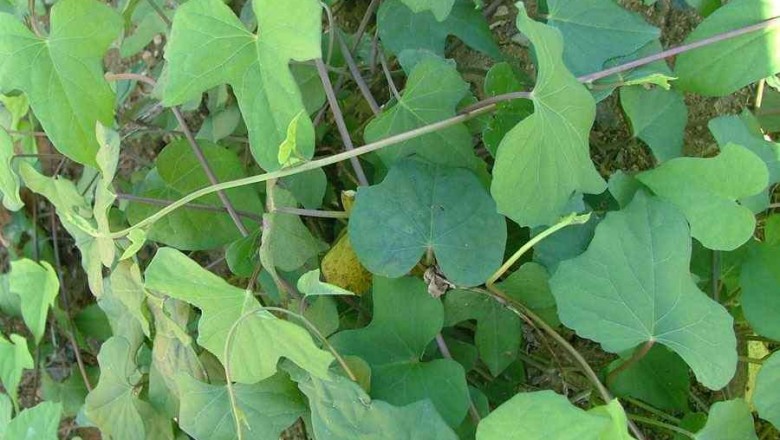 Cây dược liệu cây Bìm bìm ba thuỳ - Ipomoea triloba L