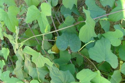 Cây dược liệu cây Bìm bìm ba thuỳ - Ipomoea triloba L