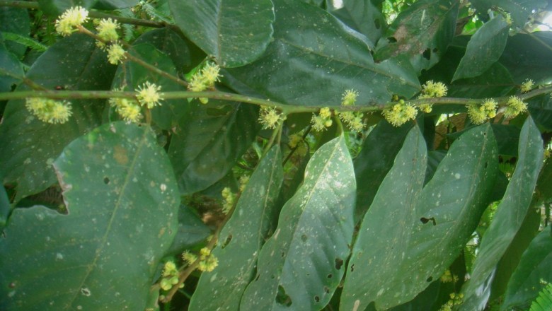 Cây dược liệu cây Bời lời đắng, Mò lông, Nhan sang - Litsea umbellata (Luor.) Merr, (L. amara Blume)