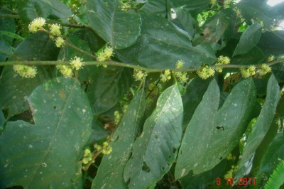 Cây dược liệu cây Bời lời đắng, Mò lông, Nhan sang - Litsea umbellata (Luor.) Merr, (L. amara Blume)