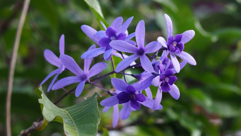 Cây dược liệu cây Bông xanh - Petrea volubilis jacq