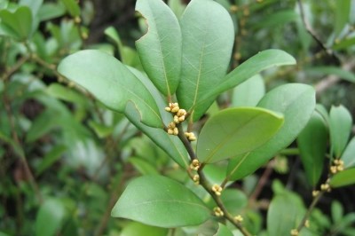 Cây dược liệu cây Bời lời lá tròn - Litsea rotundifolia (Wall. ex Nees) Hemsl. var. oblongifolia (Nees) Allen (Actinodaphne chinensis (Bl.) Nees)