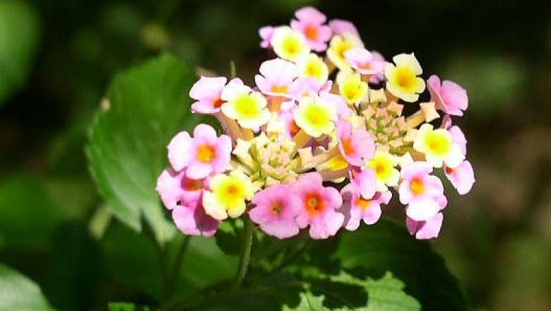 Cây dược liệu cây Bông ổi, Trâm ổi, Thơm ổi, Hoa ngũ sắc, Tứ quý - Lantana camara L