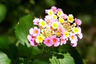 Cây dược liệu cây Bông ổi, Trâm ổi, Thơm ổi, Hoa ngũ sắc, Tứ quý - Lantana camara L