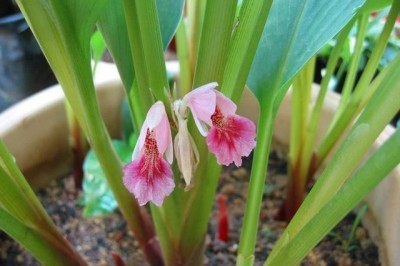Cây dược liệu cây Bồng nga truật, Lưỡi cọp, Củ ngải - Boesenbergia rotunda (L.) Mansf. (Curcuma rotunda L.)